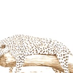 Leopard_01 Ausschnitt.jpg