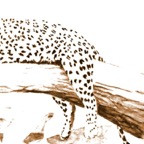 Leopard_01 Ausschnitt2.jpg